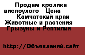 Продам кролика вислоухого › Цена ­ 2 000 - Камчатский край Животные и растения » Грызуны и Рептилии   